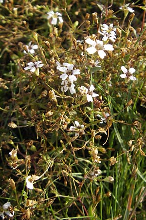 Silene rupestris \ Felsen-Leimkraut / Rock Campion, S Orust 7.8.2010