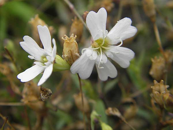 Silene rupestris \ Felsen-Leimkraut / Rock Campion, S Fjällbacka 8.8.2010