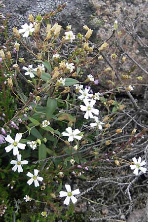 Silene rupestris \ Felsen-Leimkraut / Rock Campion, S Fjällbacka 8.8.2010