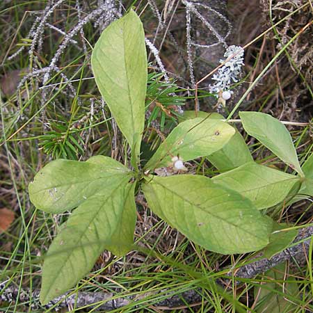 Lysimachia borealis \ Europischer Siebenstern / Starflower, Chickweed Wintergreen, S Smland, Grönsen 10.8.2009