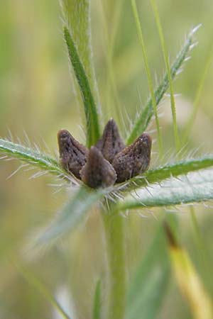 Buglossoides arvensis subsp. arvensis \ Acker-Steinsame, Acker-Rindszunge / Field Gromwell, S Helsingborg 2.8.2010