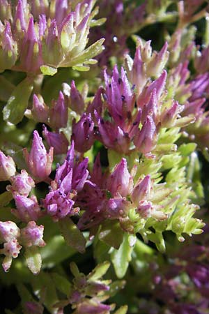 Sedum spurium \ Kaukasischer Mauerpfeffer / Caucasian Stonecrop, S Västers 29.6.2011