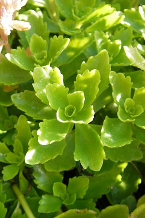 Sedum spurium \ Kaukasischer Mauerpfeffer / Caucasian Stonecrop, S Västers 29.6.2011