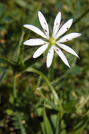 Stellaria graminea \ Gras-Sternmiere / Lesser Stitchwort, S Simrishamn, Haväng 7.8.2009