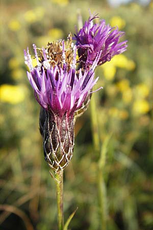 Serratula tinctoria \ Frber-Scharte, S Öland, Ottenby 8.8.2009