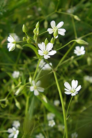 Stellaria graminea \ Gras-Sternmiere / Lesser Stitchwort, S Vimmerby 11.8.2009