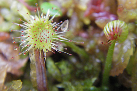 Drosera rotundifolia \ Rundblttriger Sonnentau / Round-Leaved Sundew, S Norra Kvill 11.8.2009