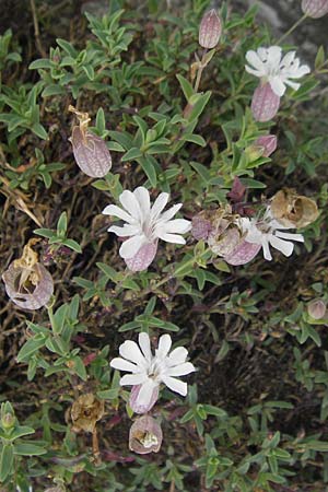 Silene uniflora \ Einbltiges Leimkraut / Sea Campion, S Orust 7.8.2010