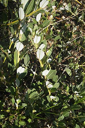 Salix repens \ Kriech-Weide / Creeping Willow, S Beddinge Strand 5.8.2009