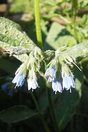 Symphytum asperum \ Rauer Beinwell / Rough Comfrey, S Glimmingehus 6.8.2009
