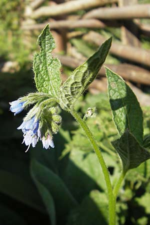 Symphytum asperum \ Rauer Beinwell / Rough Comfrey, S Glimmingehus 6.8.2009