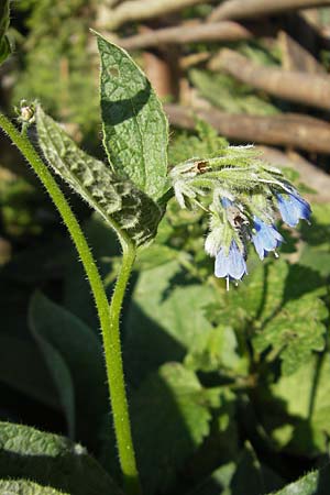 Symphytum asperum \ Rauer Beinwell / Rough Comfrey, S Glimmingehus 6.8.2009