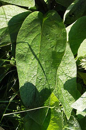 Symphytum asperum \ Rauer Beinwell / Rough Comfrey, S Glimmingehus 6.8.2009