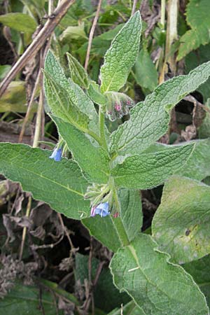 Symphytum asperum \ Rauer Beinwell / Rough Comfrey, S Vimmerby 11.8.2009
