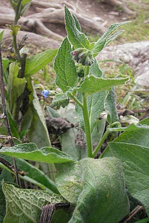Symphytum asperum \ Rauer Beinwell / Rough Comfrey, S Vimmerby 11.8.2009