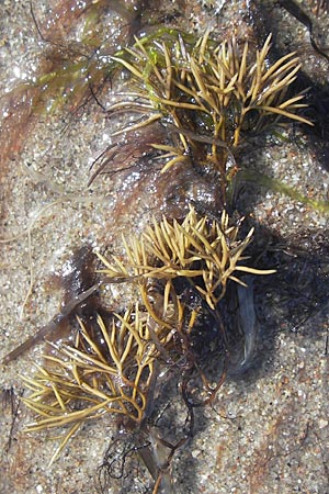 Dudresnaja verticillata ? \ Rot-Alge / Red Alga, S Beddinge Strand 5.8.2009
