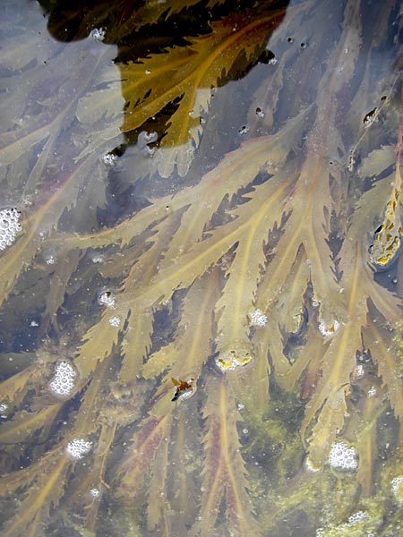 Fucus serratus \ S&auml;ge-Tang / Serrated Wrack, S Torekov 3.8.2010