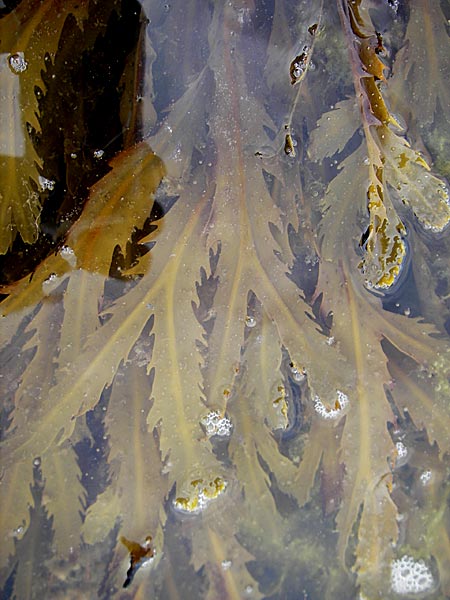 Fucus serratus \ S&auml;ge-Tang / Serrated Wrack, S Torekov 3.8.2010