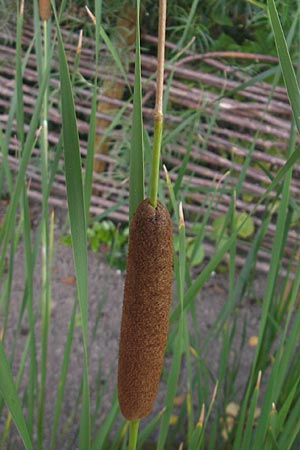 Typha angustifolia \ Schmalblttriger Rohrkolben / Lesser Bulrush, S Botan. Gar.  Universit.  Uppsala 28.8.2010