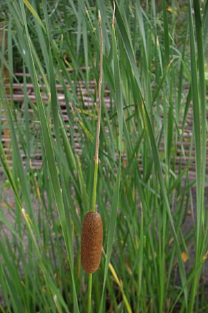 Typha angustifolia \ Schmalblttriger Rohrkolben / Lesser Bulrush, S Botan. Gar.  Universit.  Uppsala 28.8.2010