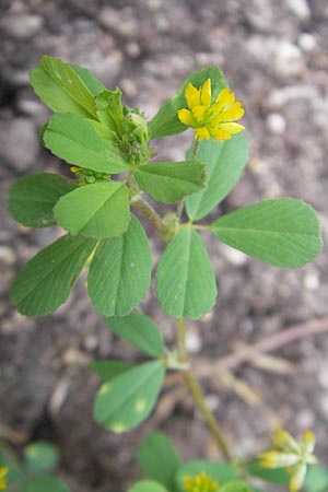 Trifolium dubium \ Faden-Klee, Zweifelhafter Klee / Lesser Hop Clover, S Helsingborg 2.8.2010