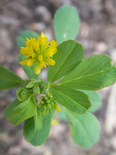 Trifolium dubium \ Faden-Klee, Zweifelhafter Klee / Lesser Hop Clover, S Helsingborg 2.8.2010
