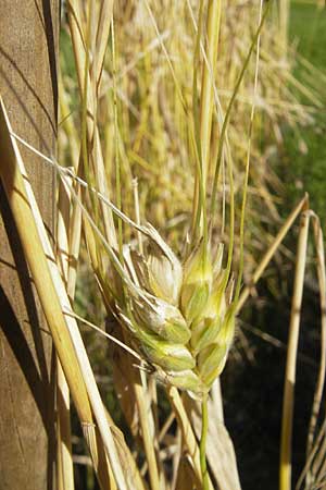 Triticum durum \ Hart-Weizen / Durum Wheat, S Botan. Gar.  Universit.  Uppsala 28.8.2010