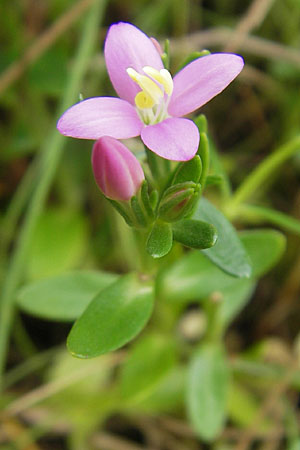 Centaurium littorale \ Strand-Tausendgldenkraut / Seaside Centaury, S Torekov 3.8.2010