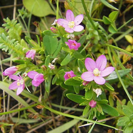 Centaurium littorale \ Strand-Tausendgldenkraut / Seaside Centaury, S Torekov 3.8.2010