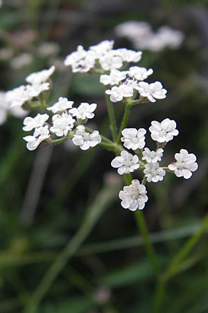 Torilis arvensis \ Acker-Klettenkerbel / Spreading Hedge Parsley, S Ystad 5.8.2009