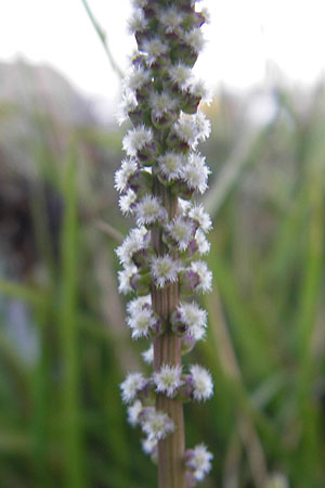 Triglochin maritimum \ Strand-Dreizack / Arrowgrass, S Simrishamn 6.8.2009