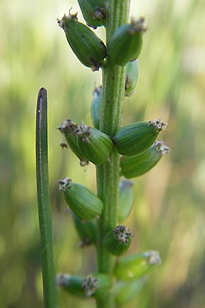 Triglochin maritimum \ Strand-Dreizack / Arrowgrass, S &Ouml;land, F&auml;rjestaden 7.8.2009