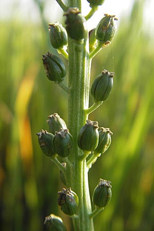 Triglochin maritimum \ Strand-Dreizack / Arrowgrass, S &Ouml;land, F&auml;rjestaden 7.8.2009