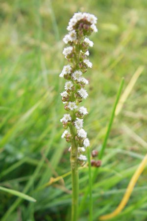 Triglochin maritimum \ Strand-Dreizack / Arrowgrass, S Torekov 3.8.2010