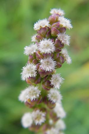 Triglochin maritimum \ Strand-Dreizack / Arrowgrass, S Torekov 3.8.2010