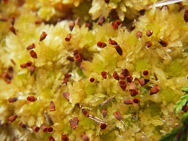 Sphagnum pulchrum ? \ Sch&ouml;nes Torfmoos / Beautiful Sphagnum, S Orust 7.8.2010