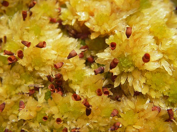 Sphagnum pulchrum ? \ Sch&ouml;nes Torfmoos / Beautiful Sphagnum, S Orust 7.8.2010