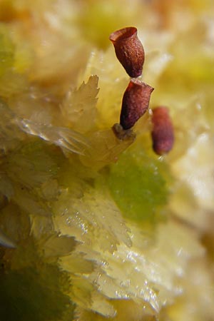 Sphagnum pulchrum ? \ Sch&ouml;nes Torfmoos / Beautiful Sphagnum, S Orust 7.8.2010