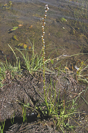 Triglochin palustris \ Sumpf-Dreizack / Marsh Arrowgrass, S Öland, Stora Alvaret, Möckel Mossen 8.8.2009