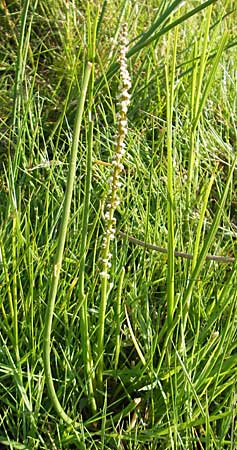 Triglochin maritimum \ Strand-Dreizack / Arrowgrass, S &Ouml;land, Trollskogen 9.8.2009