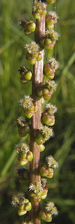 Triglochin maritimum \ Strand-Dreizack / Arrowgrass, S &Ouml;land, Trollskogen 9.8.2009