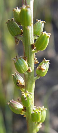 Triglochin maritimum \ Strand-Dreizack / Arrowgrass, S &Ouml;land, Trollskogen 9.8.2009