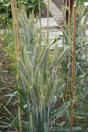 x Triticosecale rimpaui \ Triticale, Hybrid-Roggen / Triticale, S Helsingborg 2.8.2010