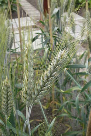 x Triticosecale rimpaui \ Triticale, Hybrid-Roggen / Triticale, S Helsingborg 2.8.2010