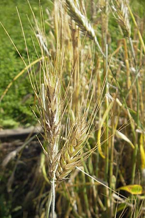 x Triticosecale rimpaui \ Triticale, Hybrid-Roggen / Triticale, S Botan. Gar.  Universit.  Uppsala 28.8.2010
