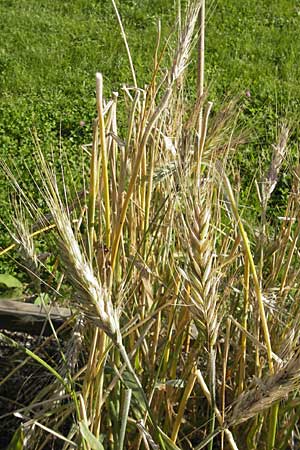 x Triticosecale rimpaui \ Triticale, Hybrid-Roggen / Triticale, S Botan. Gar.  Universit.  Uppsala 28.8.2010
