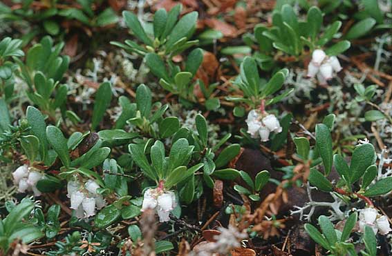 Arctostaphylos uva-ursi \ Immergrne Brentraube / Bearberry, S Muddus National-Park 17.6.1995