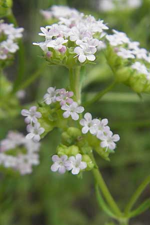 Valerianella rimosa \ Gefurchter Feld-Salat / Broad-Fruited Corn Salad, S Helsingborg 2.8.2010