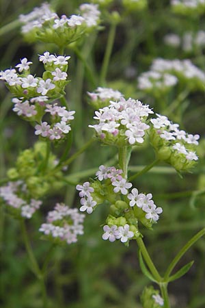 Valerianella rimosa \ Gefurchter Feld-Salat / Broad-Fruited Corn Salad, S Helsingborg 2.8.2010