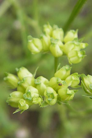 Valerianella rimosa \ Gefurchter Feld-Salat / Broad-Fruited Corn Salad, S Helsingborg 2.8.2010
